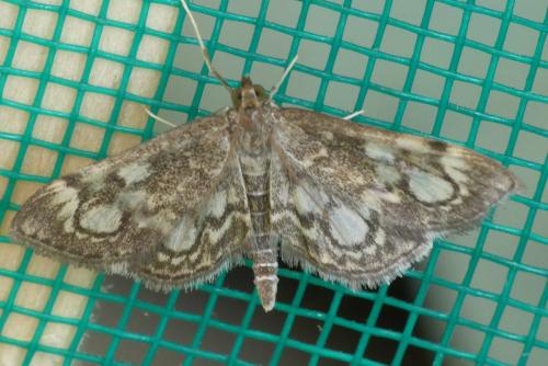 Réf. 204 166 : Anania coronata